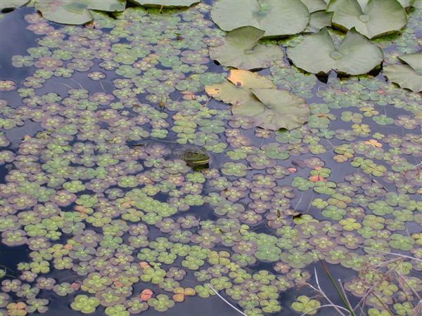 Oregon Garden Frog Pond