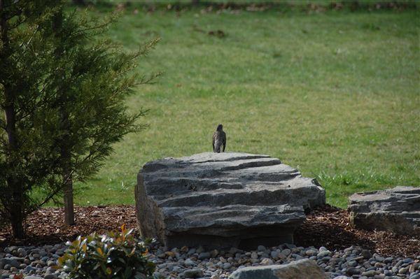 bird on rocks.