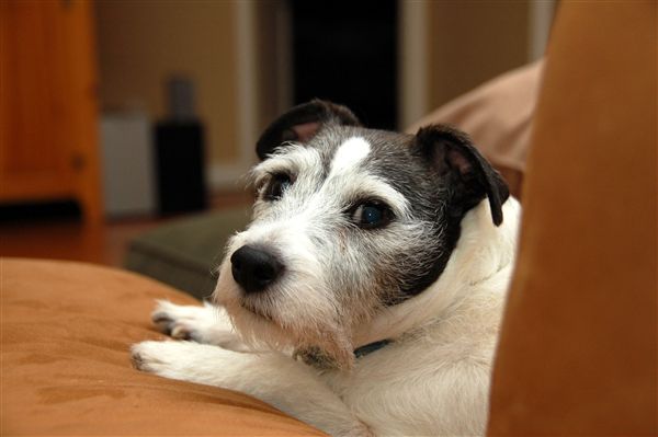 Jackie, our Jack Russell Terrier, is on our couch again!