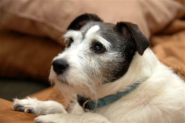 Jackie, our Jack Russell Terrier, is on our couch