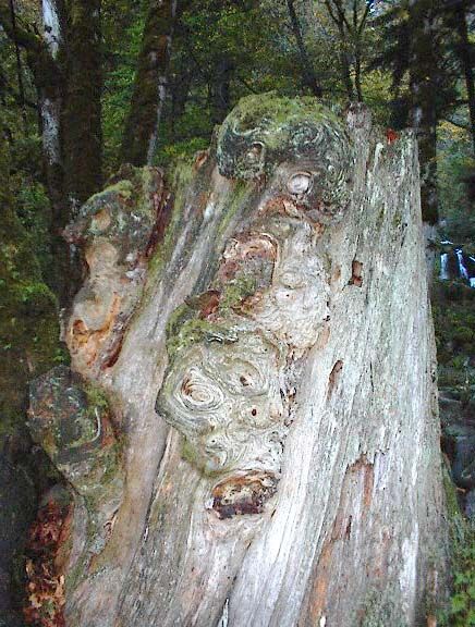 Old stump at falls